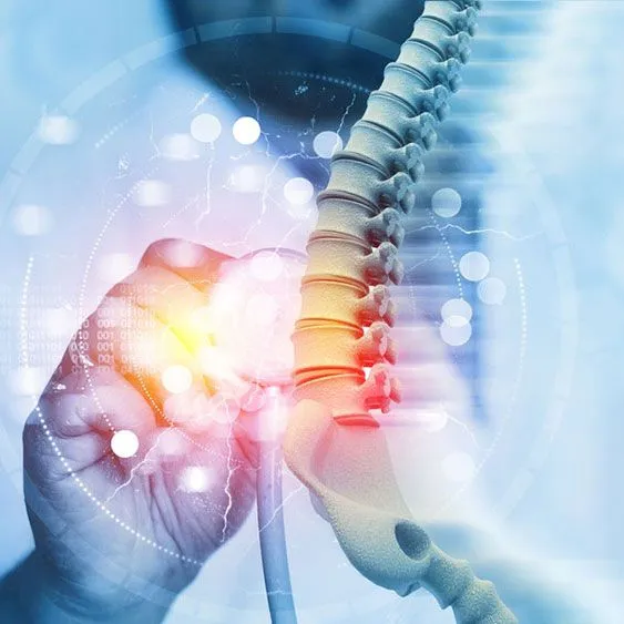 Illustration of the human spine and nervous system